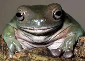 Wildlife Amphibians Drucke: White's Tree Frog