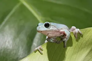 Ardea Wildlife Prints Drucke: Whites Treefrog – on leaf front view Australia, New Guinea 002973