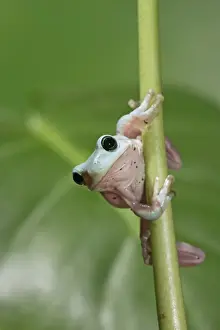 Litoria Caerulea Drucke: Whites Treefrog – on stem front view Australia, New Guinea 002975