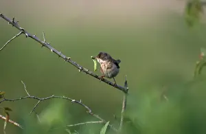Sylvia Communis Images Drucke: Whitethroat - with insect in beak