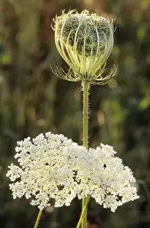 Wild Carrot Flower Drucke: Wild Carrot