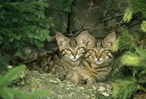 Pat Morris Wildlife Photography Drucke: Wild Cat - kittens
