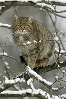 Duncan Usher Photography Drucke: Wild Cat - Sitting in tree. Winter