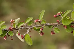 United Kingdom Flora Drucke: A wild cotoneaster (Cotoneaster integerrimus). Extremely rare in UK