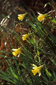 Wild Daffodils Drucke: Wild Daffodils