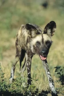 Namibian Wildlife Images Drucke: Wild Dog - Namibia
