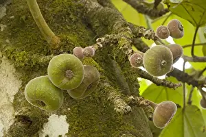 Fig Tree Images Drucke: A wild fig, in fruit