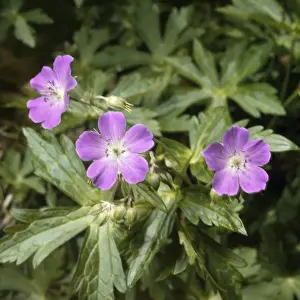Wild Geranium Drucke: Wild Geramium