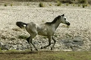 M Watson Photographer Drucke: Wild Horse. Namibia