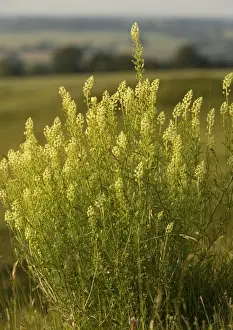 UK Wildflowers Drucke: Wild Mignonette
