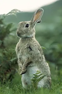 Duncan Usher Photographer Drucke: Wild Rabbit - alert