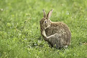 Oryctolagus Cuniculus Species Drucke: wild rabbit, Austria
