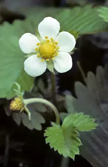 White Forest Flowers Drucke: Wild Strawberry