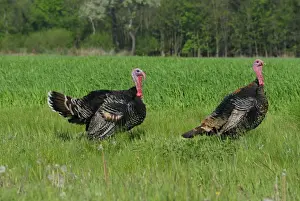Personal Use Wildlife Artwork Drucke: Wild Turkey, Austria
