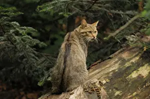 European Wildcat Pictures Drucke: Wildkatze