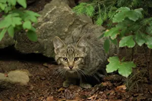 Wildkatze