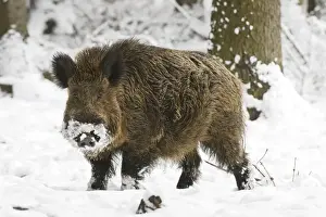 Wildschwein