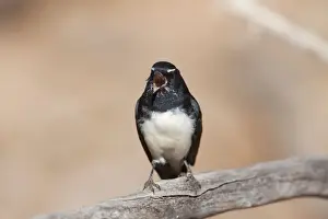 Singing Bird Species Drucke: Willie Wagtail - singing