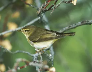 Nature Photography Prints UK Drucke: Willow Warbler - May Turkey