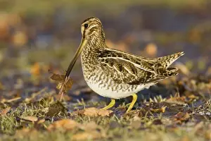 Personal Use Bird Prints Only Drucke: Wilson's Snipe