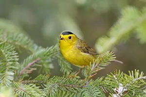 Bird Photography Prints Drucke: Wilson's Warbler