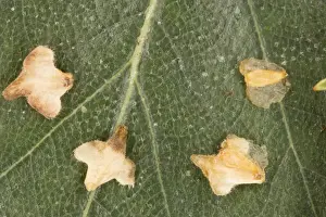 Seed Dispersal Methods Drucke: The winged seeds of silver birch