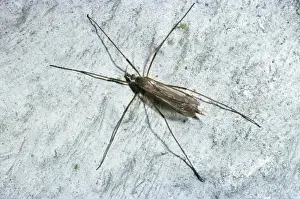 Insect Photography Prints Drucke: Winter Gnat