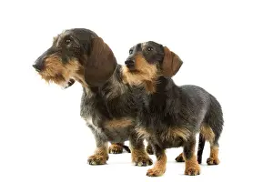 Haarhaariger Dachsbracken