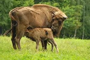 Stefan Meyers Photos Drucke: Wisent