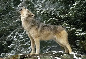 Snowy Wildlife Scene Drucke: Wolf - howling
