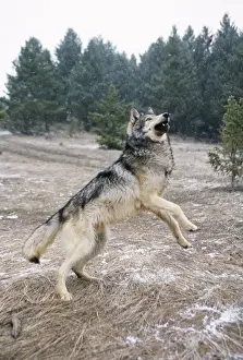 Grey Wolf In Snow Drucke: Wolf - leaping