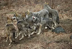 Wolf Pack Germany Drucke: Wolf Pack - Germany
