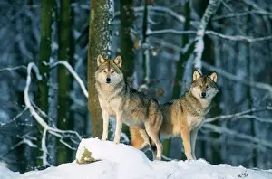 Drucke von SM-1559 Wolf 2x im Schnee, der Europäische Löwe von Stefan Meyer Wolf Drucke: Wolf - zweimal stehen im Schnee