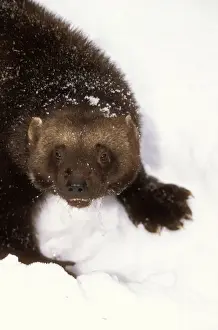 Gerahmter Druck : Wolverine. WAT-7645 Wölferin - im Schnee, Näherung zum Kopf von Gulo gulo von M Gerahmter Druck : Wolverine. WAT-7645 Wölferin - im Schnee, Näherung zum Kopf von Gulo gulo von M