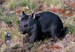Wombats sind drei Monate alt.