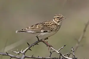 Wildlife Birds Photography Drucke: Woodlark