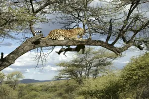 Tree Dwelling Leopards Drucke: Leopard Namibia
