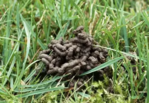 Drucke von Wormkast JLMO-983 von Gras, John Mason Bitte beachten Sie, dass die Drucke nur für persönliche Anzeigezwecke gedacht sind und nicht reproduziert werden dürfen Bilder Datiert 2005 Januar: Wurm unter dem Gras