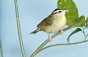 Personal Use Only Prints Available Drucke: Worm-eating Warbler