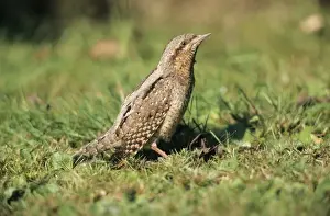Duncan Usher Artwork Drucke: Wryneck - on lawn suuning itself