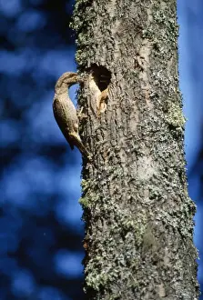 Bird In Nest Drucke: Wryneck - at nest in tree
