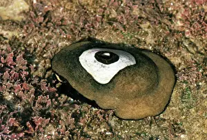 Limpets Drucke: WW-696