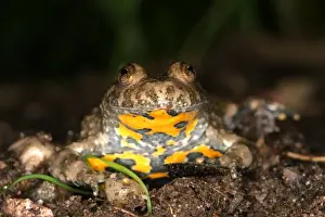 Personal Use Only Prints Available Drucke: Yellow-bellied Toad