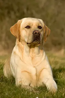 Jean Michel Labat Artist Drucke: Yellow Labrador