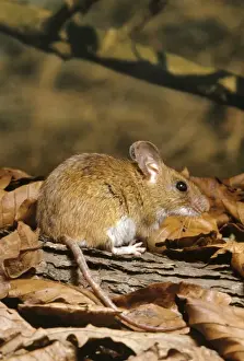 Small Mammal Images Drucke: Yellow-necked Mouse