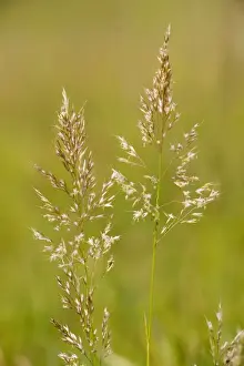 Poaceae Family Plants Drucke: Yellow Oat-grass