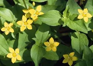 Close Up Plant Photography Drucke: Yellow Pimpernel