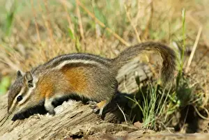 Gelber Eichhörnchen - im unteren Subalpin-Grasland des Pazifischen Nordwestens der Vereinigten Staaten._ A2A9224
