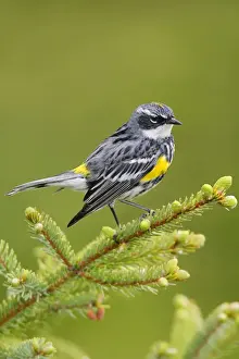 Nature Prints For Home Decor Drucke: Yellow-rumped Warbler