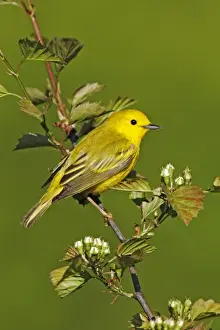 Unique Bird Species Images Drucke: Yellow Warbler
